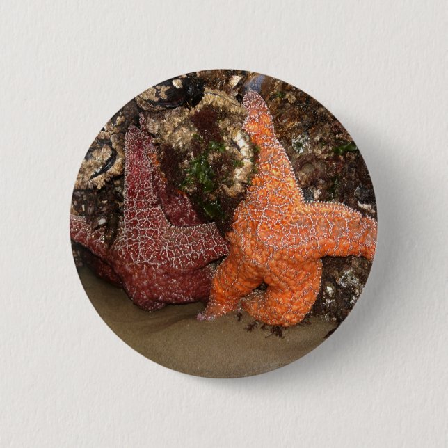 Colour Photo 3 Starfish/Sea Star Photo in Oregon 6 Cm Round Badge (Front)