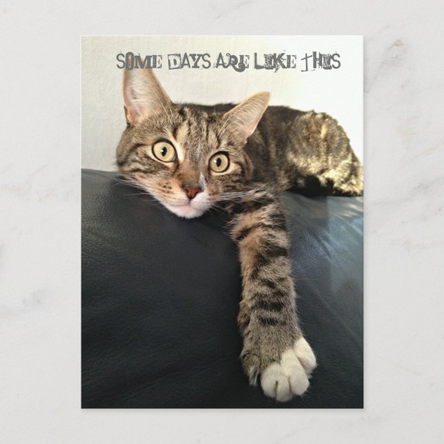 Colour Photo Of Cat Relaxing Postcard (Front)