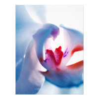 Colour Pop Orchid Print Photo Enlargement