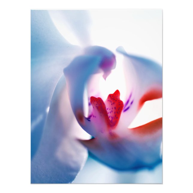 Colour Pop Orchid Print Photo Enlargement (Front)