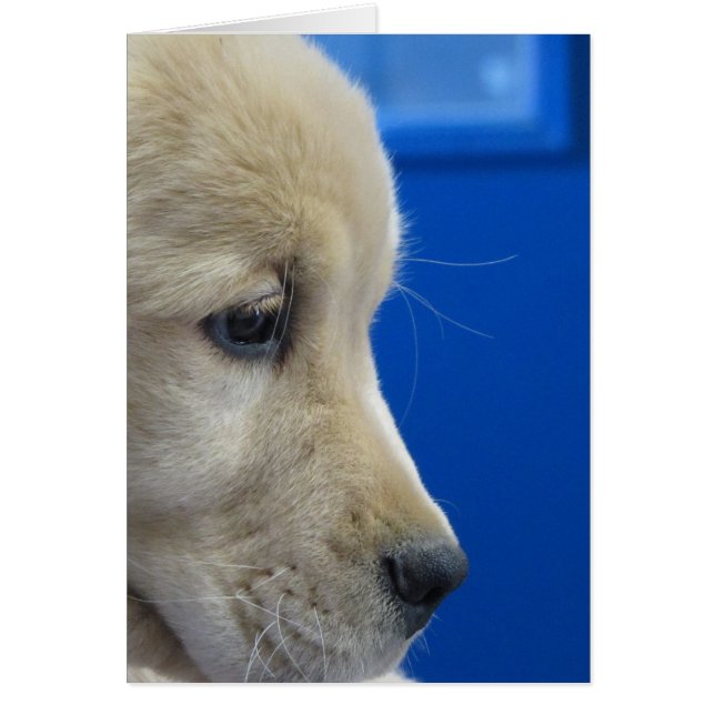 Colour Pup Profile (Front)