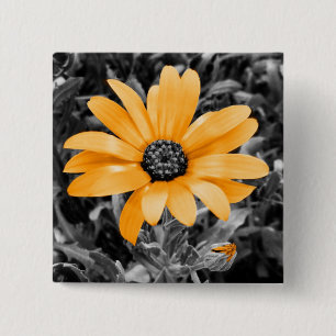 Colour Splash Spring Flash African Daisy 15 Cm Square Badge