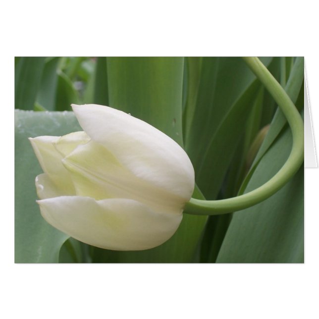 colour tulip (Front Horizontal)