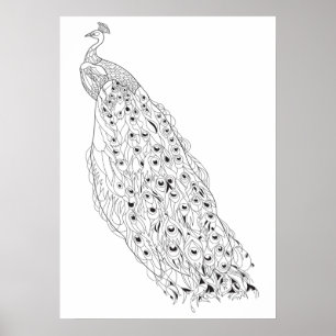Colour Your Own Peacock Adult Colouring Poster