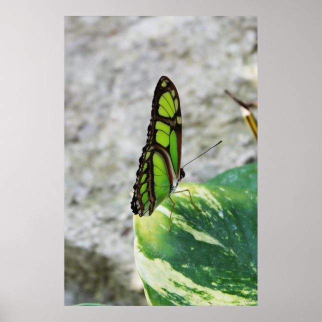 Coloured Glass Poster (Front)