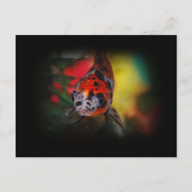 Coloured Goldfish Postcard (Front)