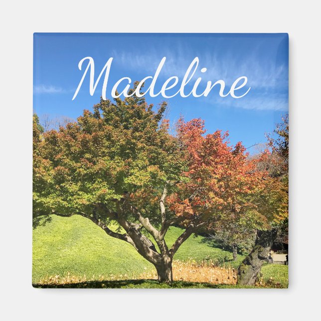 Coloured Maple Tree in Autumn Magnet (Front)
