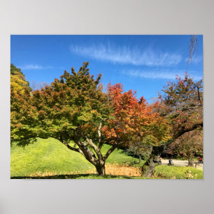 Coloured Maple Tree in Autumn Poster
