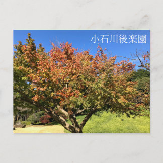 Coloured Maple Tree Postcard