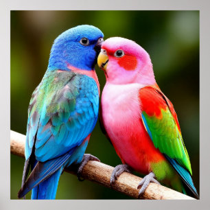 Coloured Parrots Perched Together Poster