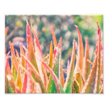 Colourful Agave Plant Tips | Photo Print
