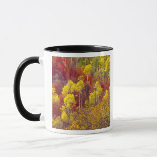 Colourful aspens in Logan Canyon Utah in the 2 Mug