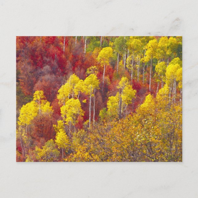 Colourful aspens in Logan Canyon Utah in the 2 Postcard (Front)