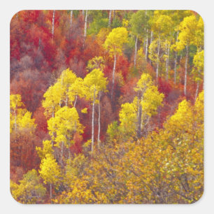 Colourful aspens in Logan Canyon Utah in the 2 Square Sticker