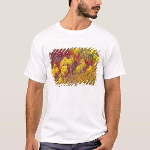 Colourful aspens in Logan Canyon Utah in the 2 T-Shirt