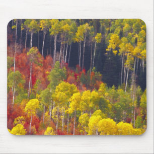 Colourful aspens in Logan Canyon Utah in the Mouse Pad