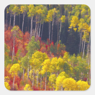 Colourful aspens in Logan Canyon Utah in the Square Sticker