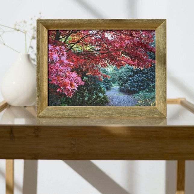 Colourful Autumn Garden Path Nature Photo Print (In Situ Framed)