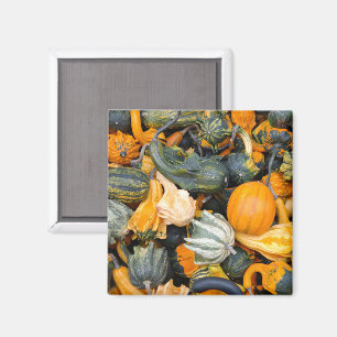 Colourful Autumn Gourds and Squash Magnet