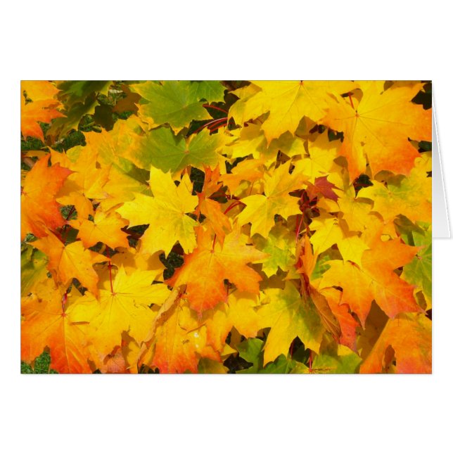 Colourful Autumn Leaves (Front Horizontal)