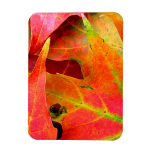 Colourful Autumn Leaves Close-up Magnet