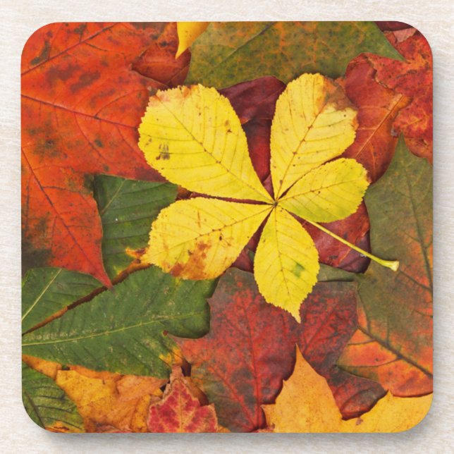 Colourful Autumn Leaves Coaster (Front)