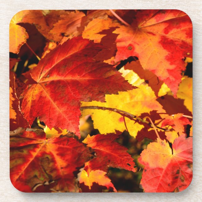 Colourful Autumn Leaves, gold red orange maple lea Coaster (Front)