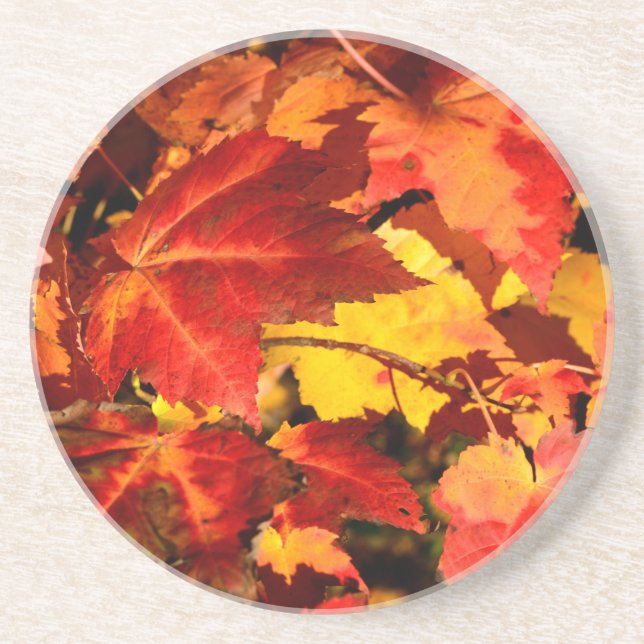Colourful Autumn Leaves, gold red orange maple lea Coaster (Front)
