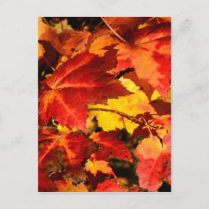 Colourful Autumn Leaves, gold red orange maple lea Postcard