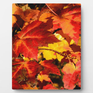Colourful Autumn Leaves Plaque