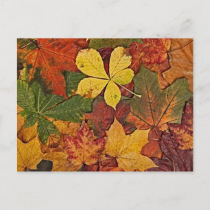 Colourful autumn leaves postcard