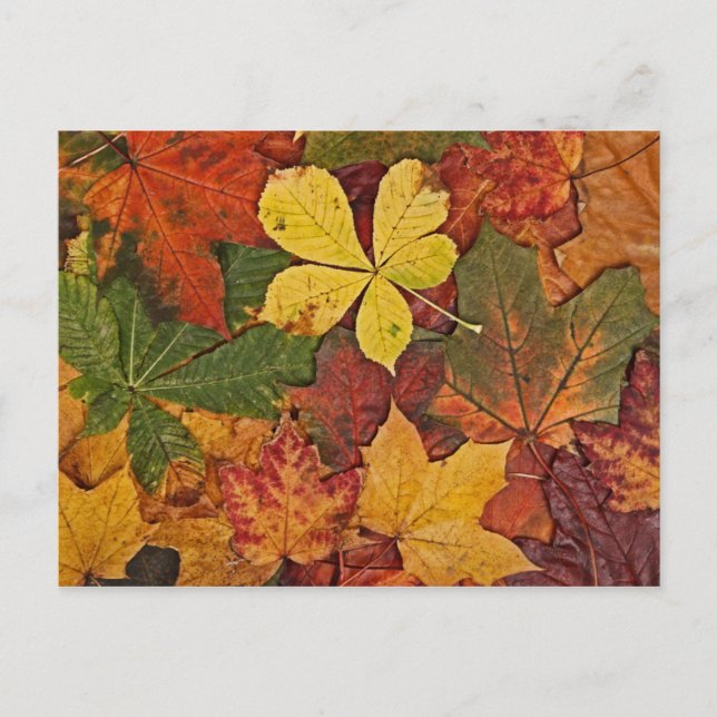 Colourful autumn leaves postcard (Front)