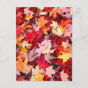 Colourful Autumn Leaves Postcard