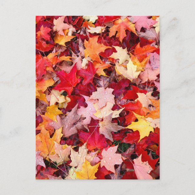 Colourful Autumn Leaves Postcard (Front)