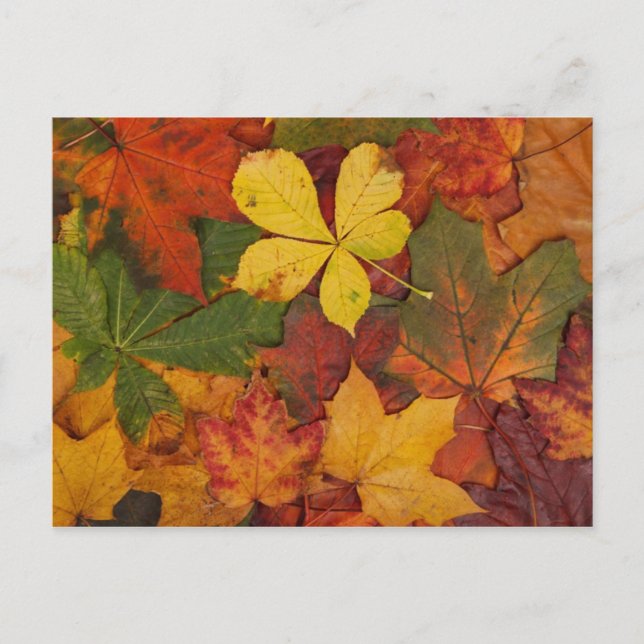 Colourful Autumn Leaves Postcard (Front)