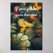  Colourful autumn squash and pumpkins