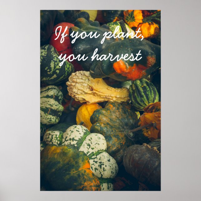  Colourful autumn squash and pumpkins Poster (Front)