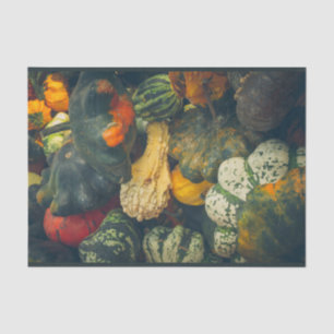 Colourful autumn squash and pumpkins Tissue Paper