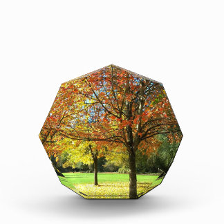 Colourful Autumn Trees Photo Block