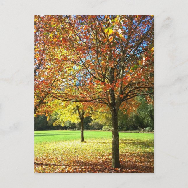 Colourful Autumn Trees Postcard (Front)