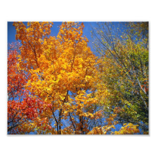 Colourful Autumn Treetops Nature Landscape Photo Print
