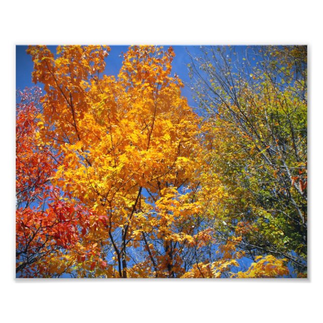 Colourful Autumn Treetops Nature Landscape Photo Print (Front)