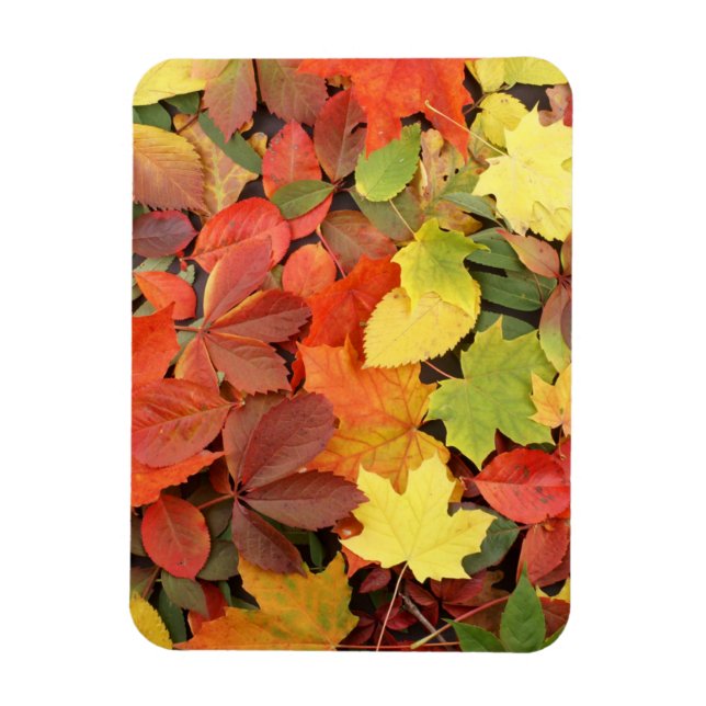 Colourful Background Of Fallen Autumn Leaves Magnet (Vertical)
