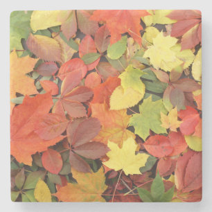 Colourful Background Of Fallen Autumn Leaves Stone Coaster