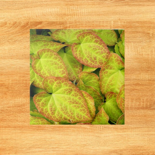 Colourful Barrenwort Plant Leaves Floral Ceramic Tile (In Situ)