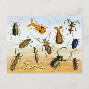 Colourful Beetles Postcard