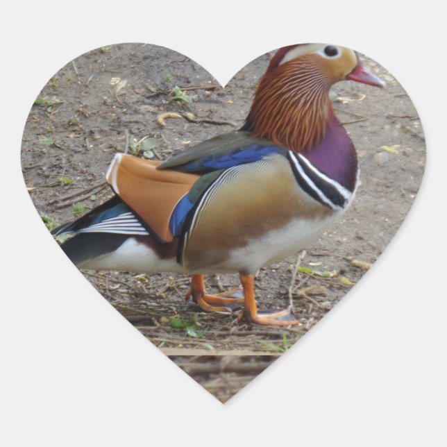 Colourful Bird Heart Sticker (Front)