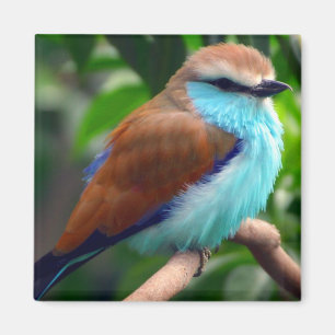 Colourful Bird Magnet