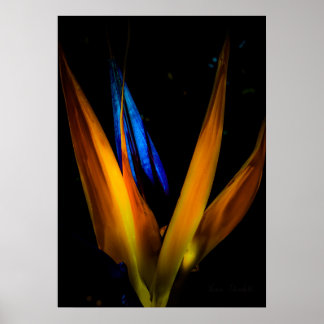Colourful Bird of Paradise Flower Poster Print
