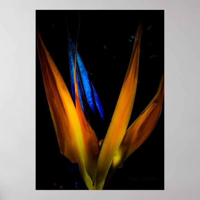 Colourful Bird of Paradise Flower Poster Print (Front)